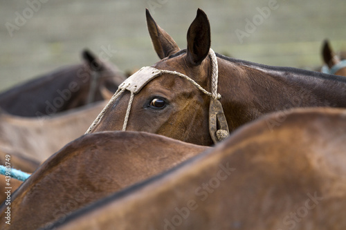 Obraz na plátně Polo paddock