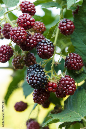 Unripe blackberries.