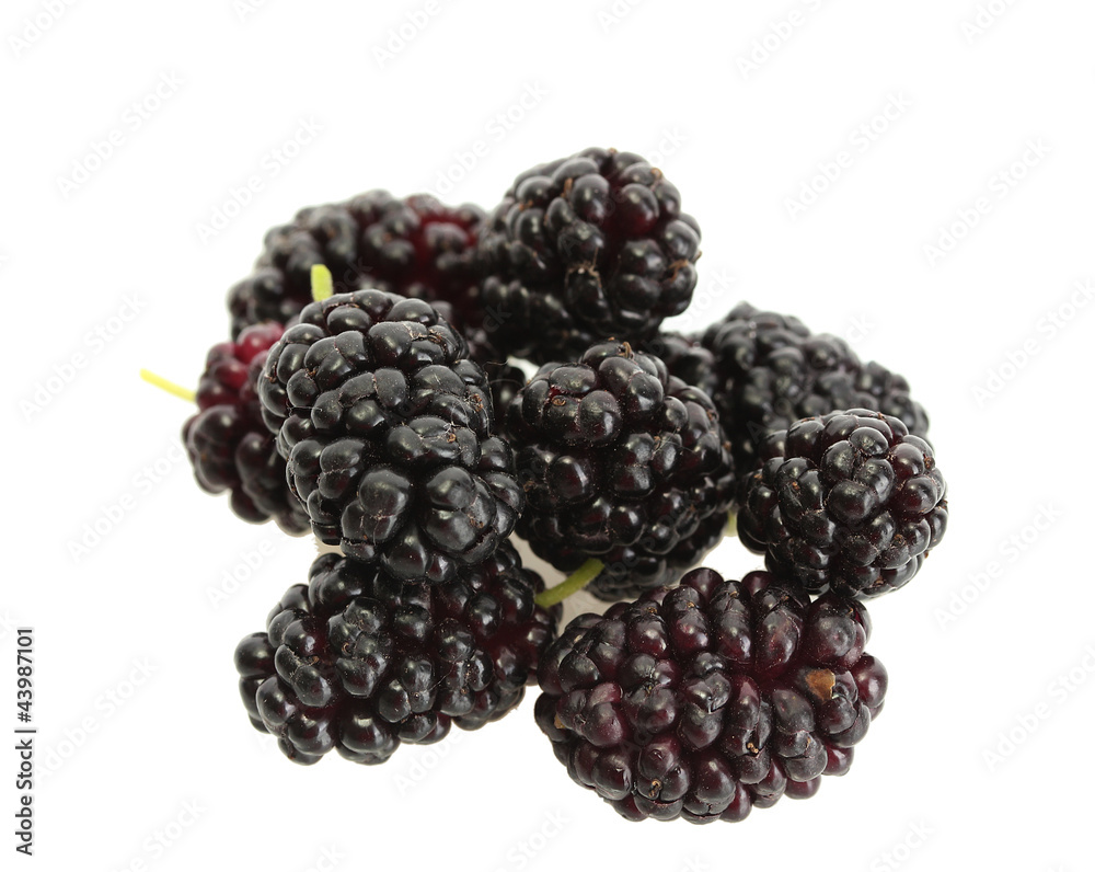 ripe mulberries isolated on white background close-up ripe mulberries isolated on white background close-up