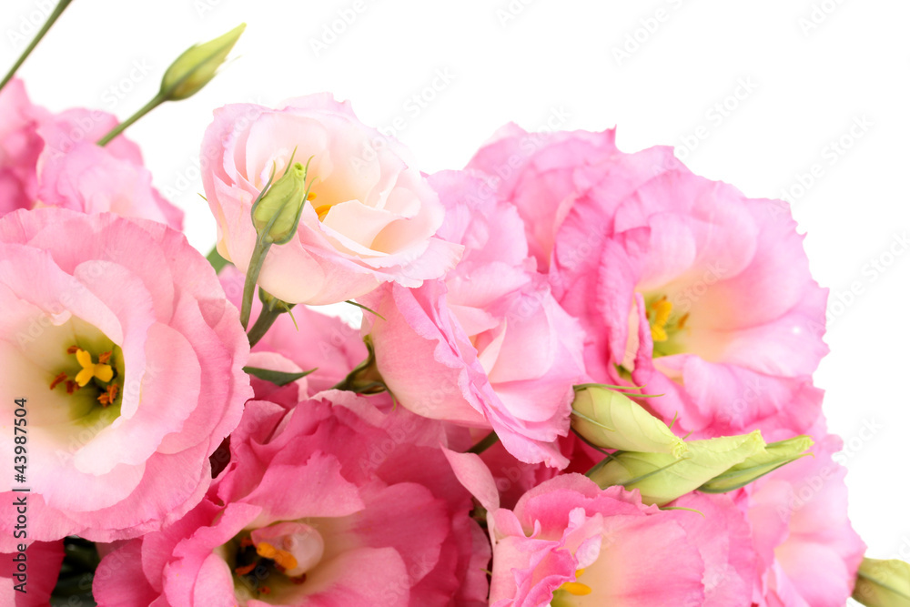 bouquet of eustoma flowers, isolated on white bouquet of eustoma flowers, isolated on white