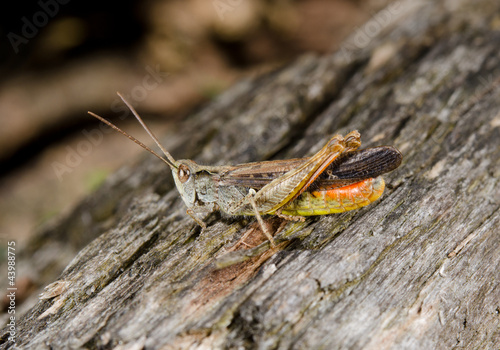 grasshopper rests on bark © Michael Tieck