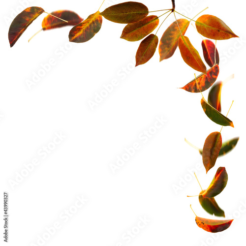 Autumn leaves frame, isolated on white. photo