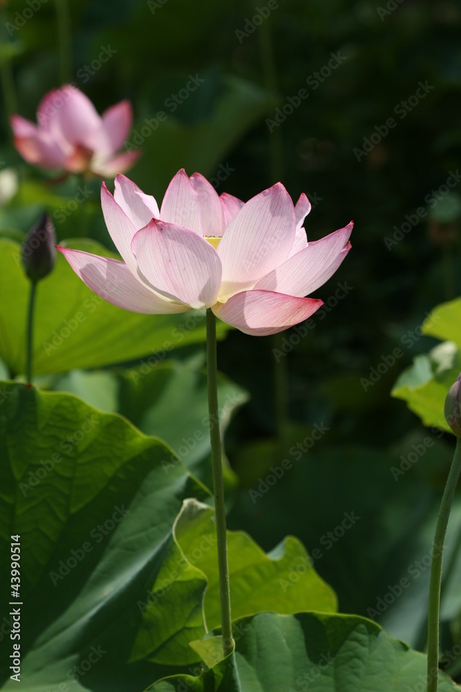 lotus flower