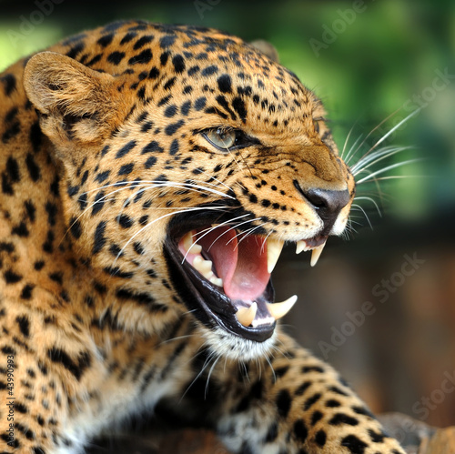 Leopard portrait #43990993