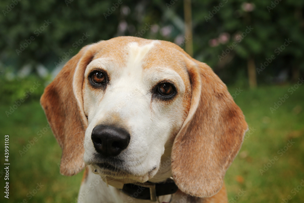 Portrait of a beagle