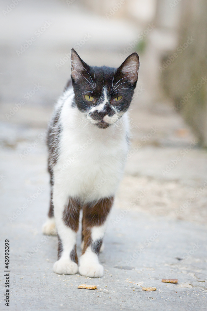 cat in the city