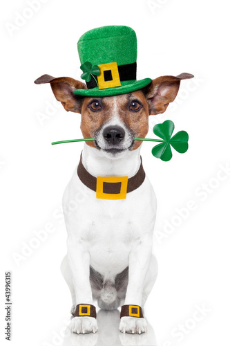 Tapety artystyczne st. patrick's day dog