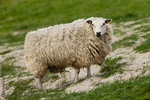 Schaf auf der Wiese
