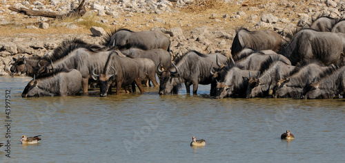 Blue Wildebeest drinking water  Okaukeujo waterhole