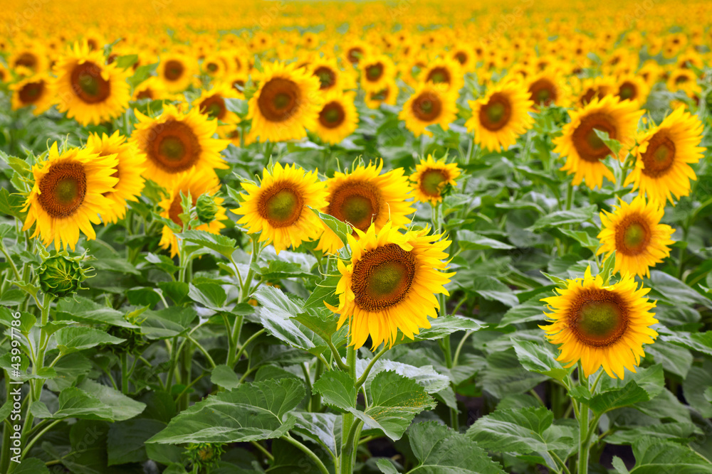 Obraz premium Sunflowers