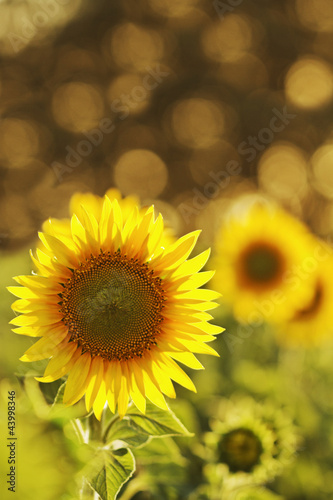 Sunflowers in a beautiful field
