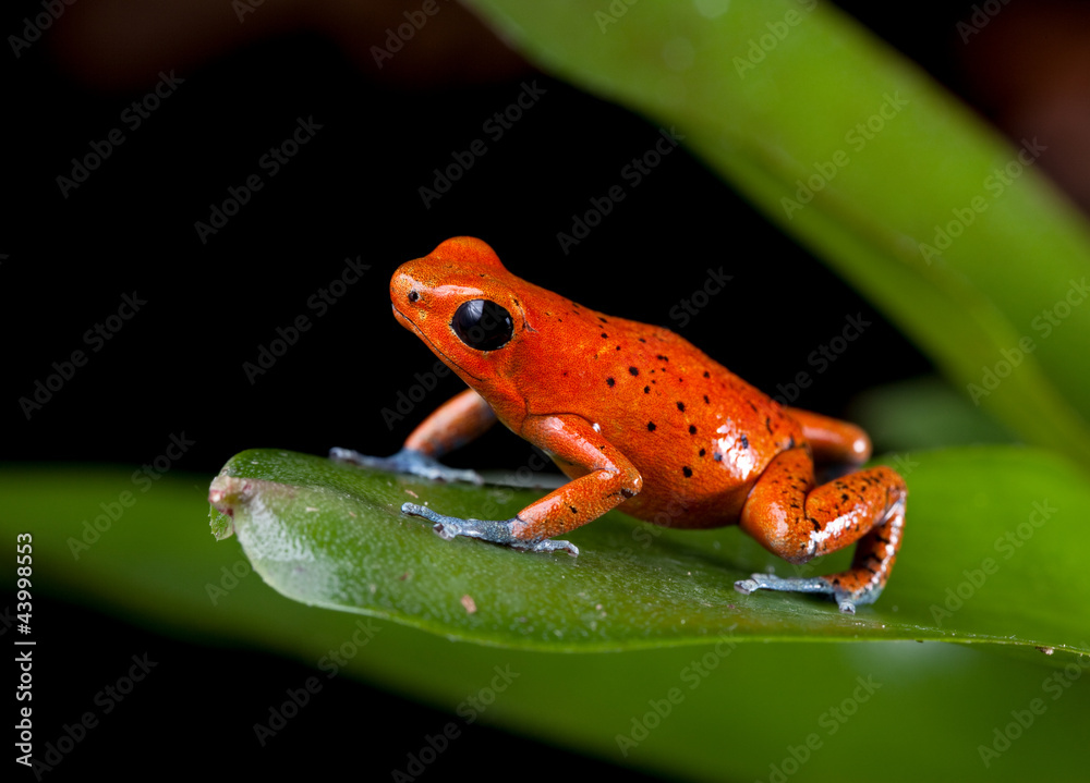 Obraz premium red poison dart frog