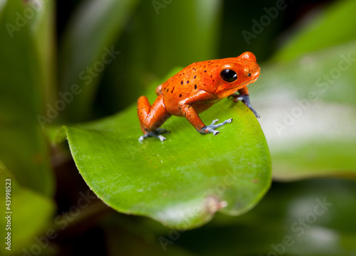 red poison dart frog