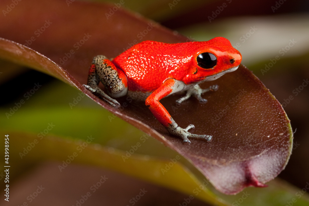 Obraz premium red frog