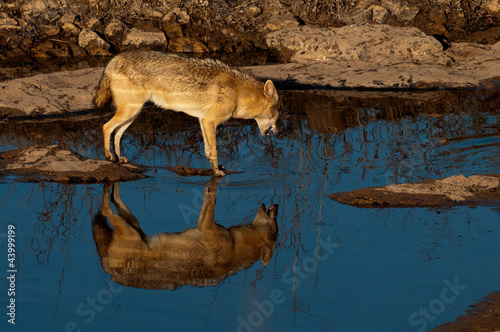 Indian jackal at a water hole © rolf_52