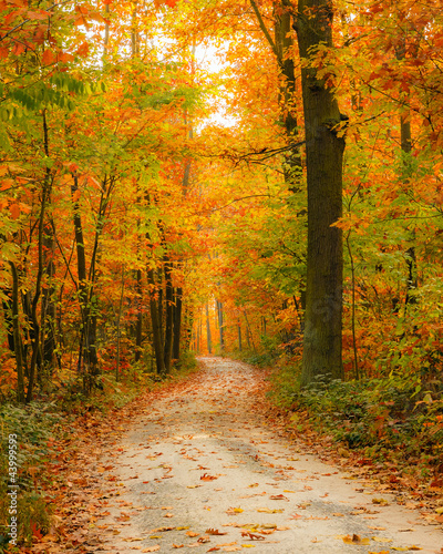 Pathway in the autumn forest © sborisov