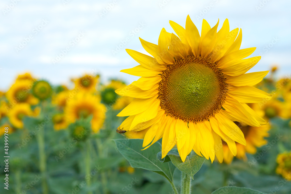 Blooming yellow sunflower with a bee