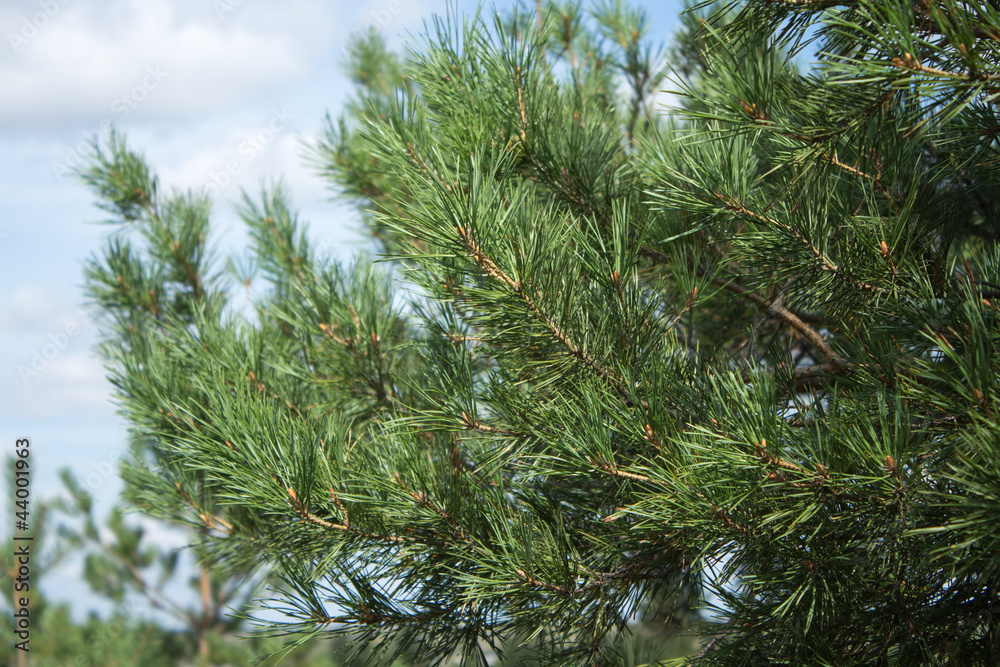 pine branch pine branch