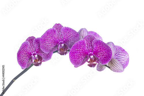 Orchid