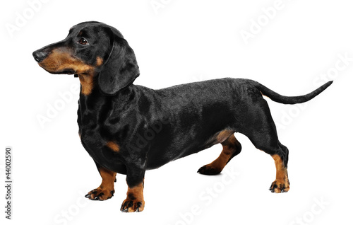 Dachshund dog in studio