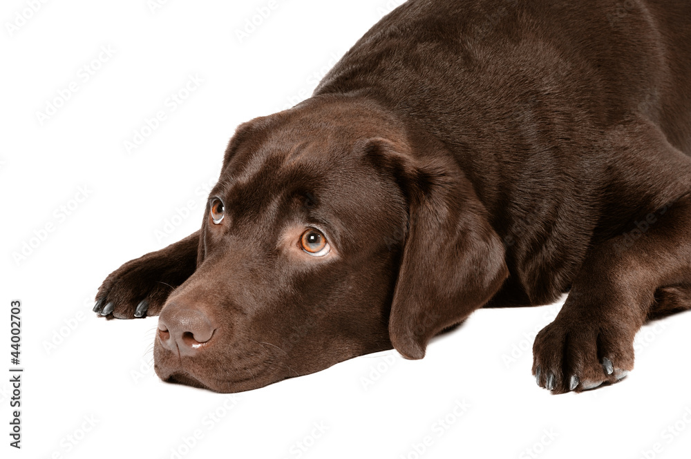 Chocolate labrador dog in studio on white background Chocolate labrador dog in studio on white background