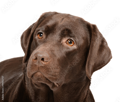 Chocolate labrador dog in studio on white background