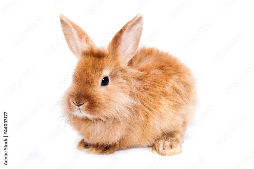 Rabbit isolated on a white background