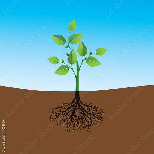 Green plant
