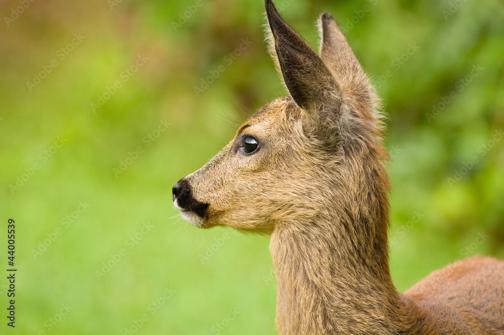 Young Roe deer