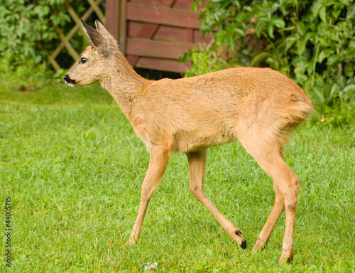 Obraz na płótnie Young Roe deer w salonie