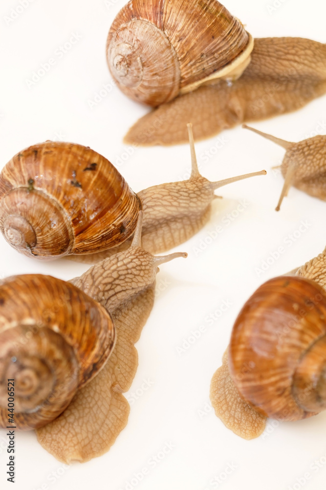 garden snails garden snails