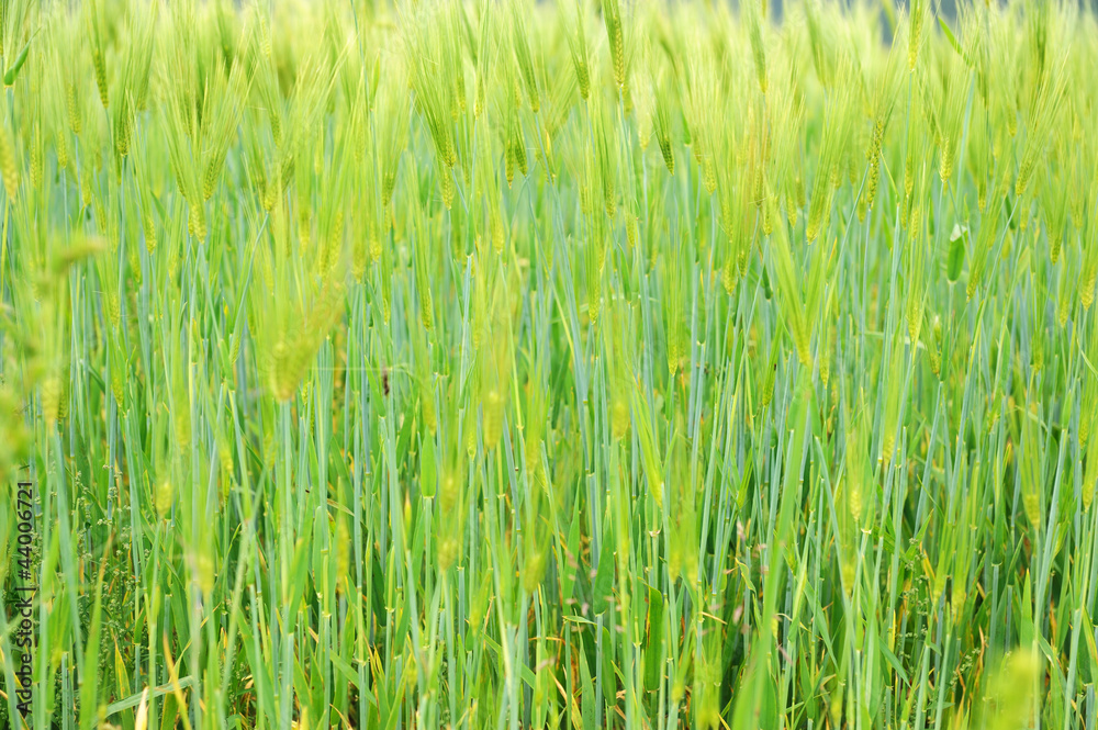 Fringe of highland barley