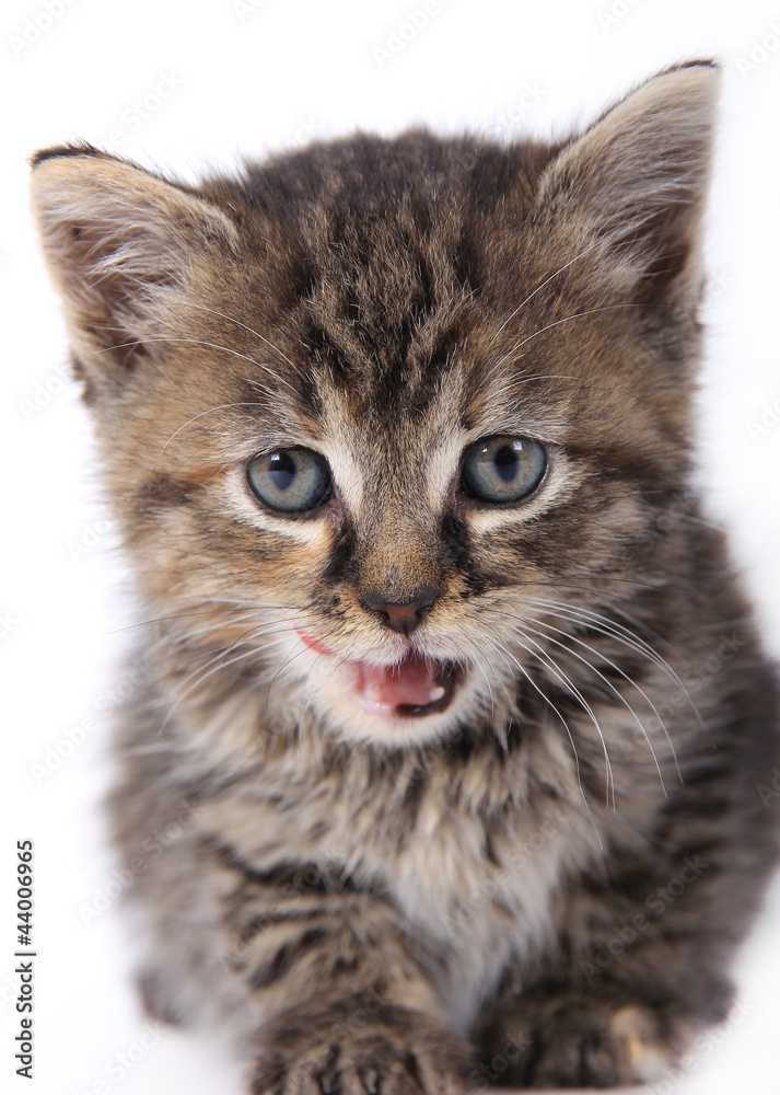 Cute kitten over white
