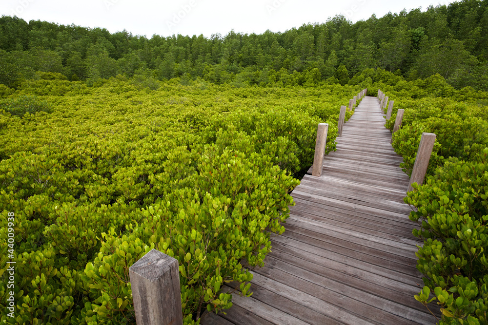 The wood bridge at the Mangrove forest, Thailand