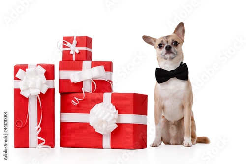 Pale yellow doggy sits near the presents, isolated on white