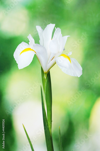 Fototapeta Naklejka Na Ścianę i Meble -  Beautiful iris on green background