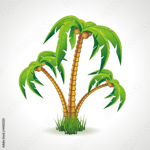 Vector illustration of the palm trees width coconuts.