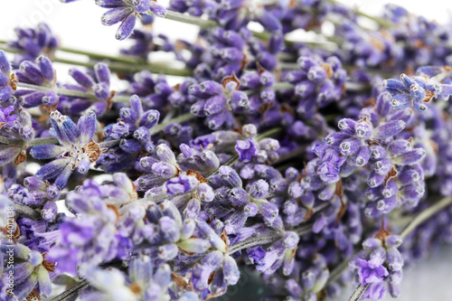 Lavender flowers close-up