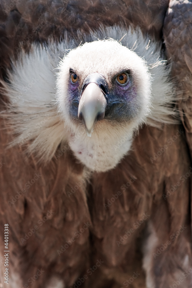 Naklejka premium vulture