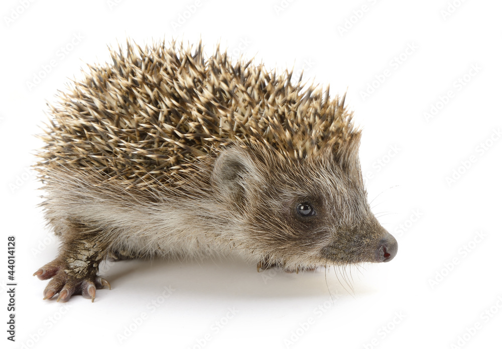 Obraz premium hedgehog isolated