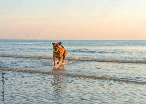 Dog running out of the sea