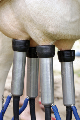 Cows in a farm. Automatic milking machine, datail.