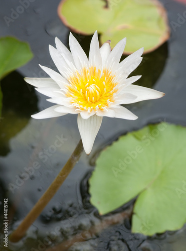 white lotus