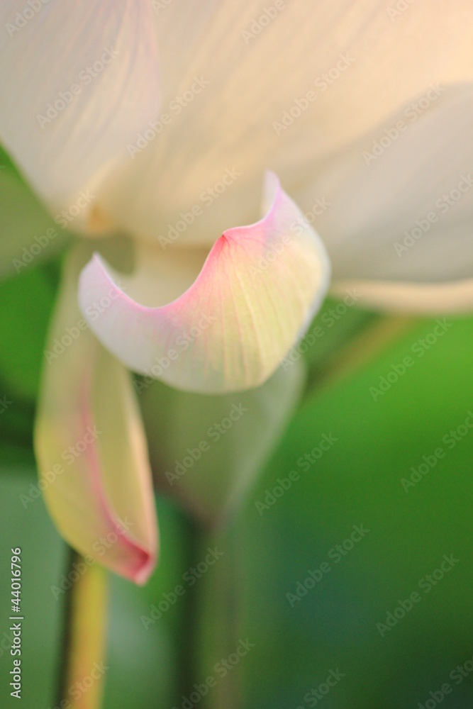 Obraz premium 蓮の花