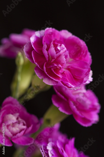 Carnation flower