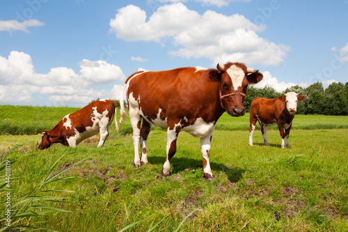 Dutch cows © erikdegraaf