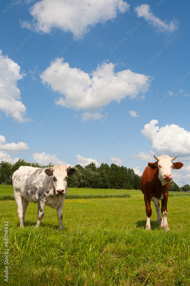 Dutch cows Dutch cows