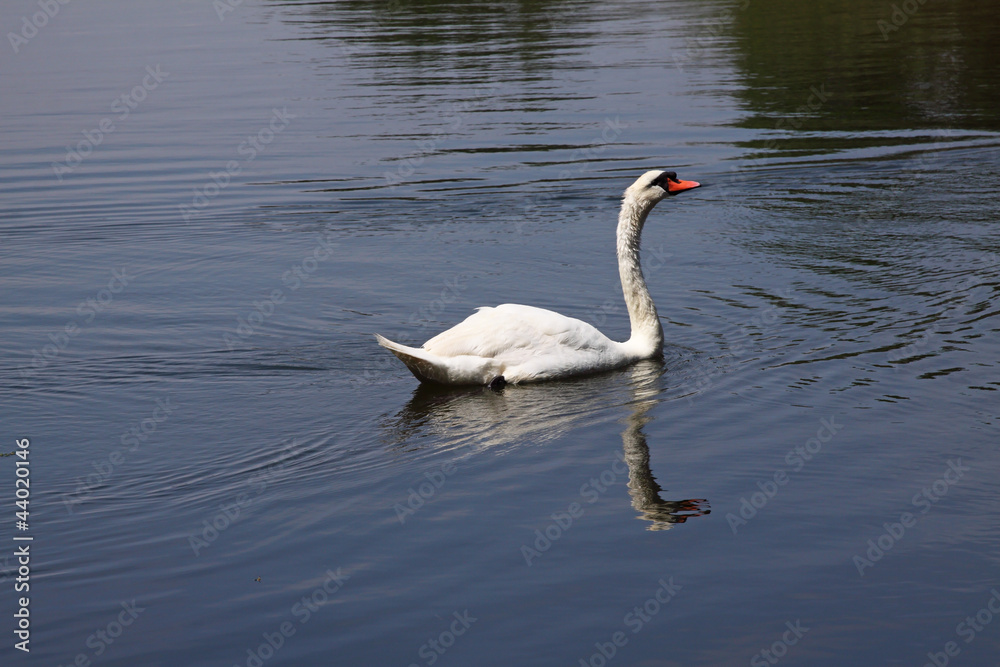 Naklejka premium un cygne dans l'eau