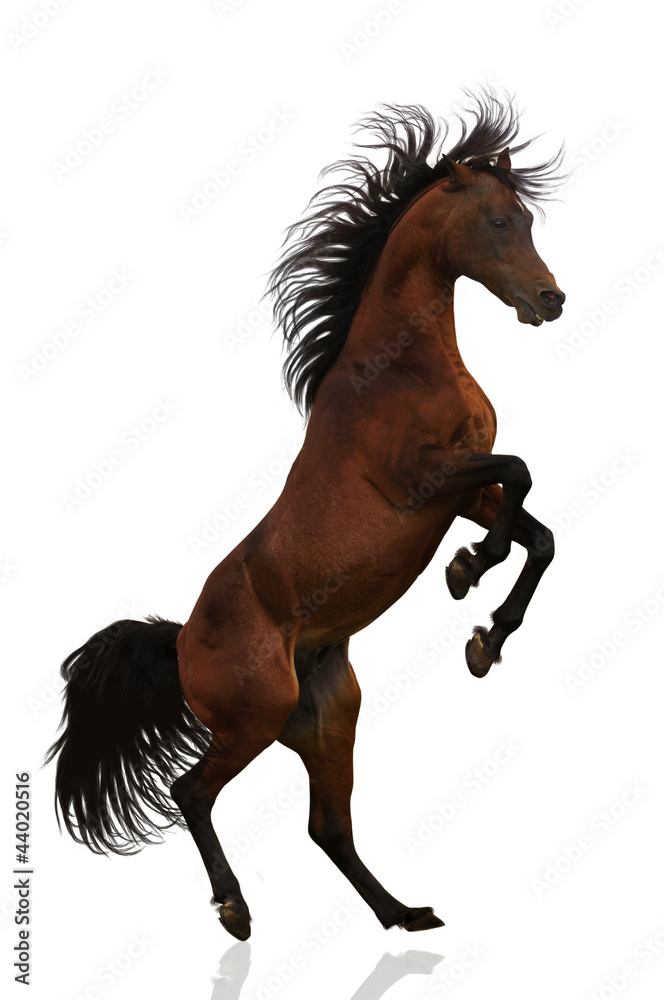 Acting Arabian stallion isolated