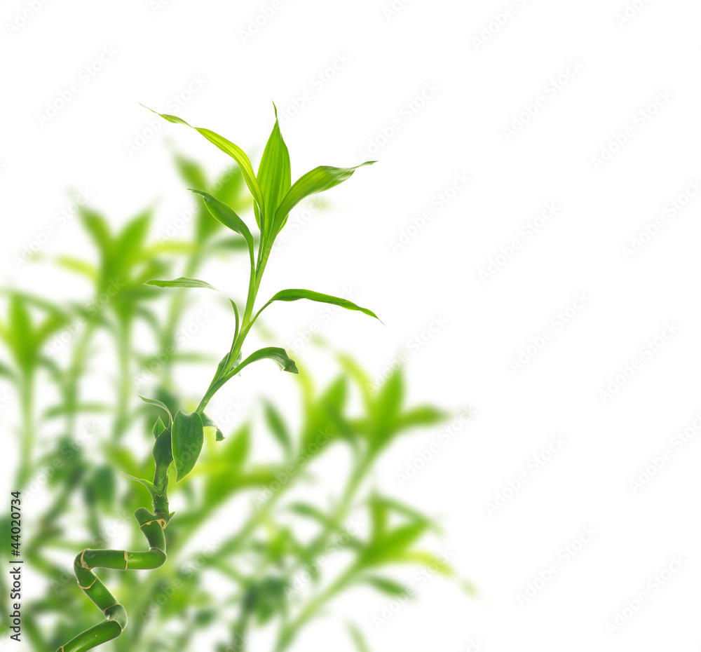 Obraz premium bamboo